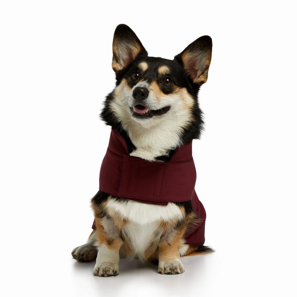 Pánské Doplňky Ariat Team Softshell Dog Vínové | MCXH-31952
